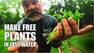 Propagate in only water for free plants [upl. by Erick]