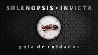 CUIDADOS DE LA SOLENOPSIS INVICTA Dominican Ants [upl. by Anit]