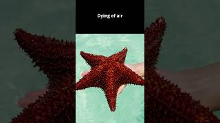 Why cant you pull a starfish out of the water documentary animals interestingfacts ocean [upl. by Zuckerman]