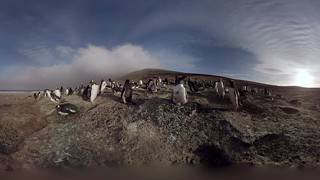 Walk with Penguins in immersive 3D experience [upl. by Theone471]