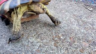 Wheelchair Tortoise Learning To Walk Tortoise shorts trending [upl. by Petra]