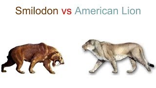 Smilodon Populator vs American Lion 2019 [upl. by Lopez]