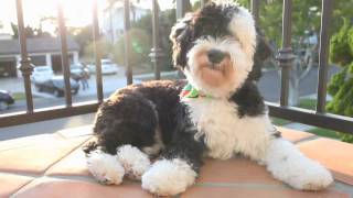 Mini Sheepadoodle  Kean [upl. by Eikcir852]