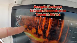 Garmin Panoptix LiveScope Saltwater Demonstration  Tarpon at Marina [upl. by Cumings620]