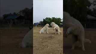 Great Pyrenees vs Maremmano Sheepdog doglover fight [upl. by Yevol]