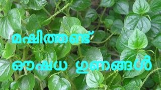 മഷിത്തണ്ട് ഔഷധ ഗുണങ്ങൾ Peperomia Pellucida [upl. by Petronille]