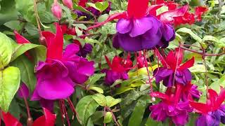 Fuchsia Pruning and Care Tips [upl. by Wardlaw227]