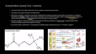 Neurotransmitters Acetylcholine  Receptors [upl. by Edva]