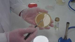 How to streak plating for microbiology take 5 [upl. by Larue]