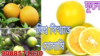 ফুলে‌ মোসাম্বিসেরা বাণিজ্যিক মোসাম্বিPhule Mosambi [upl. by Sidonia661]