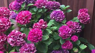 Grow and care for shrubby hydrangea plant  gardening made easy [upl. by Gavrila471]