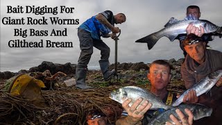 Beach Fishing For Bass amp Gilthead Bream  Bait Digging For GIANT Rock Worm [upl. by Dryden]