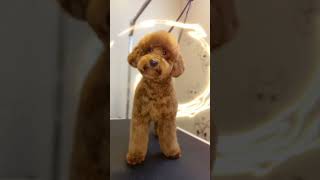 Full grooming Poodle 🐩doggroomigtutorial groomer dog poodle grooming petgroomingscissors [upl. by Gnod]