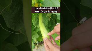 बेल पर लौकी नहीं सड़ेगी fruit fly का सस्ता organic इलाज rooftopgarden kitchengarden organicgarden [upl. by Shirk232]