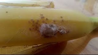 Potentially Deadly Spiders Found in Supermarket Banana [upl. by Aramen]