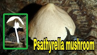 Psathyrella sp fungi [upl. by Revkah]