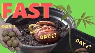 👍 how to grow walnuts  Germinate walnut at home step by step easily The whole process [upl. by Adnilram]