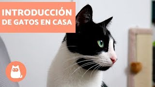 Cómo introducir un segundo gato en casa  Educador de Gats [upl. by Gould]