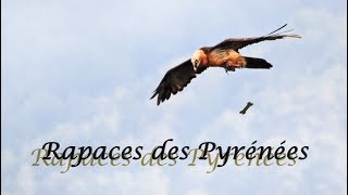 Rapaces des PYRÉNÉES vautour percnoptère gypaète barbu milan royal [upl. by Auoz]