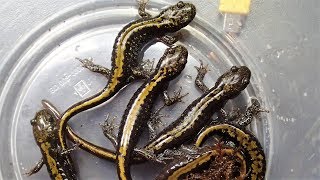 LongToed Salamanders moving into Terrestrial Setup Ambystoma macrodactylum [upl. by Aivatra]