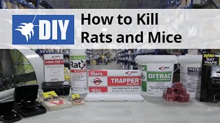 Rodent Control Overview  How to Kill Rats amp Mice [upl. by Korwun]