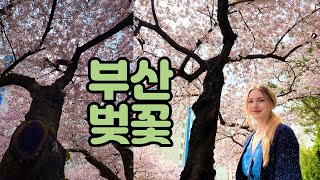 미국인 아내와 광안리 삼익비치 벚꽃구경  American Wife amp Cherry Blossoms in Busan Korea 국제커플 🇰🇷🇺🇸 [upl. by Bikales501]