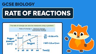 Enzymes amp Rate of Reaction Calculation  GCSE Biology [upl. by Atrice558]