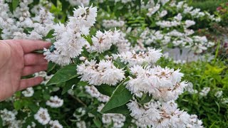 fuzzy deutzia  deutzia scabra propagation [upl. by Theona]