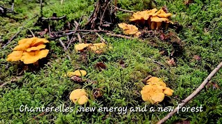 Chanterelles new energy and a new forest [upl. by Arleta]