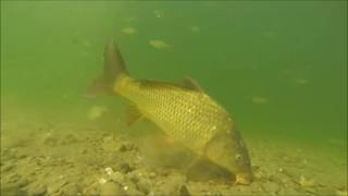 Karpfenangeln 2016  Die Welt unter der Wasseroberfläche [upl. by Laresa]