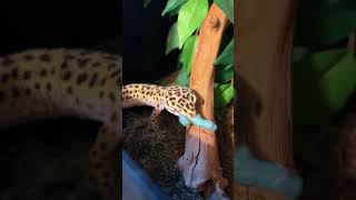 meet some of my geckos gecko reptile pets animal animals pet lizard leopardgecko [upl. by Mair]