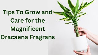 How to Grow and Care for Corn Plants  Dracaena fragrans [upl. by Orman]