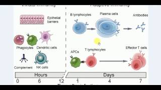 Microbiology  1  IMM  INNATE and ACQUIRED IMMUNITY Immunology [upl. by Enrica]