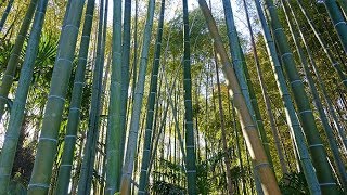 BAMBOUS  LES MEILLEURES ESPÈCES POUR VOTRE JARDIN VUS À LA BAMBOUSERAIE EN CÉVENNES [upl. by Yerac]