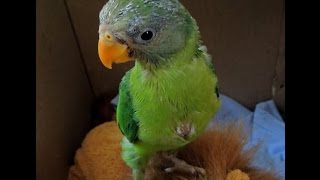 Plum headed parakeet  Hungry baby vocalizing 2 [upl. by Alecram]