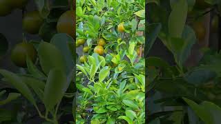 Calamondin oranges citrus [upl. by Adnaluy]