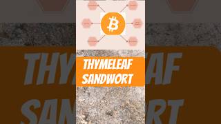 Medicinal Plants ThymeLeaf Sandwort plants bitcoin health shorts [upl. by Nylhsa]