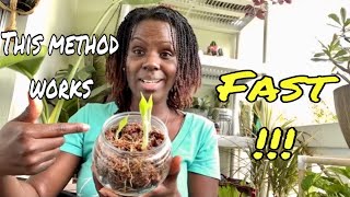 Propagating Alocasias From Corms [upl. by Edita50]