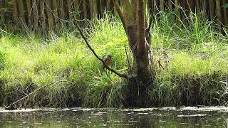 2024 09 22 IJsvogeltje in ruste Kingfisher at rest [upl. by Eiloj]