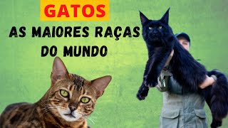 GATOS GIGANTES VEJA AS MAIORES RAÇAS DO MUNDO GATOS DE ESTIMAÇÃO ENORMES QUE VOCÊ PODE TER EM CASA [upl. by Nylahs]