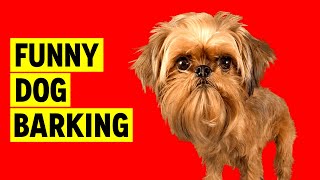 Cute DOG BARKING Sound to Make your Dog Bark [upl. by Braca]