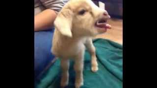 Cutest Baby Goat scream kid [upl. by Garv]