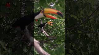 Real Toucan Sounds  High Quality  Cute Toucan Sound Experience  4K shorts [upl. by Coe]