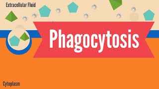 Phagocytosis [upl. by Nehcterg]