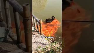 ¿Por Qué Estos Peces Siguen A Este Cisne Negro [upl. by Refiffej]