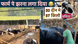 फार्म पे झरना लगा दिया 😂 30 दिन मे 57 किलो calf  calf palancow palancalf growthheifer growth [upl. by Alleuqram423]