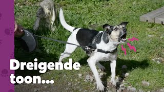 Baasjes onder de duim bij Willem 😱  Rons Honden Spreekuur [upl. by Eked]