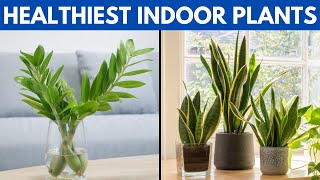 12 of The Healthiest Plants To Have In Your House For A Healthy Lifestyle [upl. by Viola]