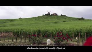 The Bollinger Vineyard [upl. by Cicely]