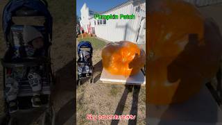 PUMPKIN PATCH The biggest Pumpkin in 2024 [upl. by Ahseya]